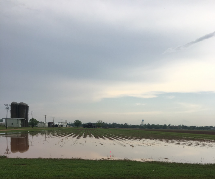 soybean flooding figure 2png